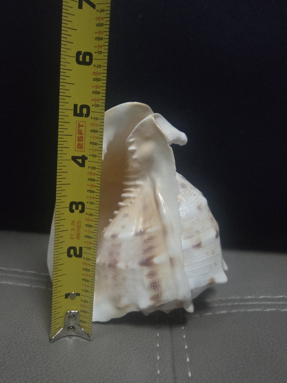 Beautiful Cassis Cornuta Shell 5” Stunning Sea Shell ~ Bin R - Picture 10 of 11